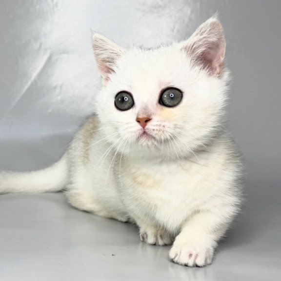 Munchkin Zynar