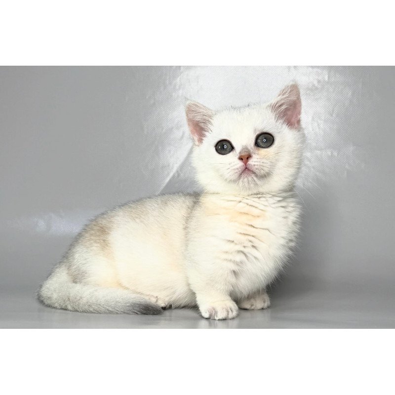 Munchkin Zynar