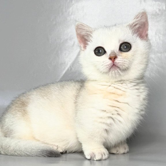 Munchkin Zynar