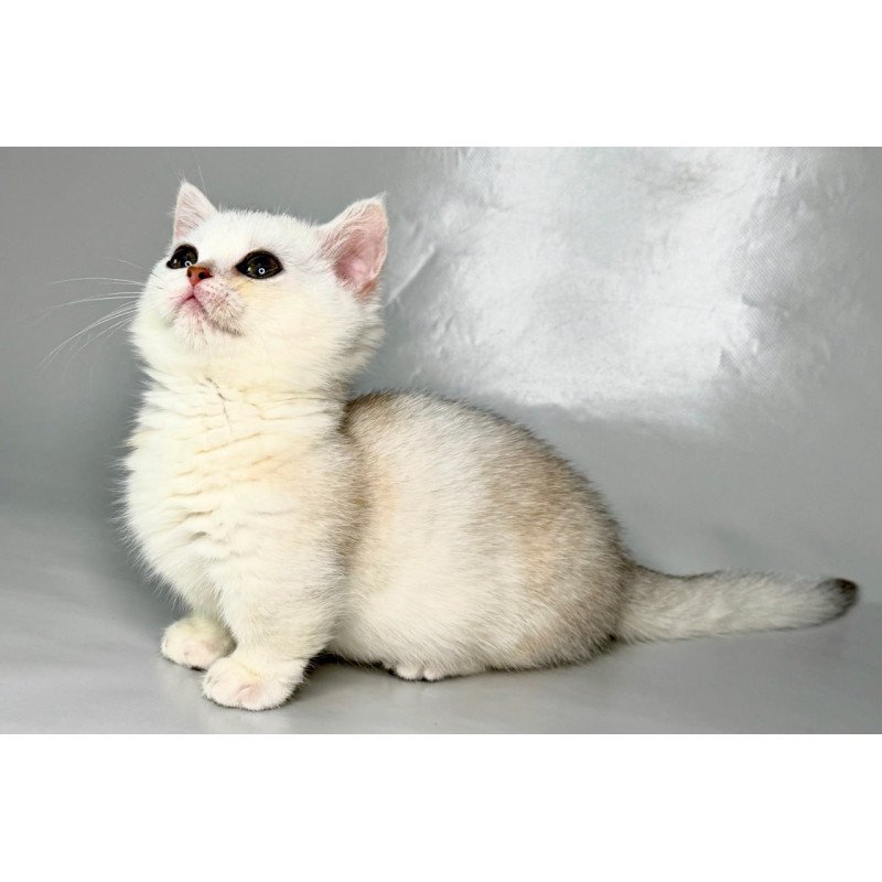 Munchkin Zynar