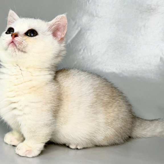 Munchkin Zynar