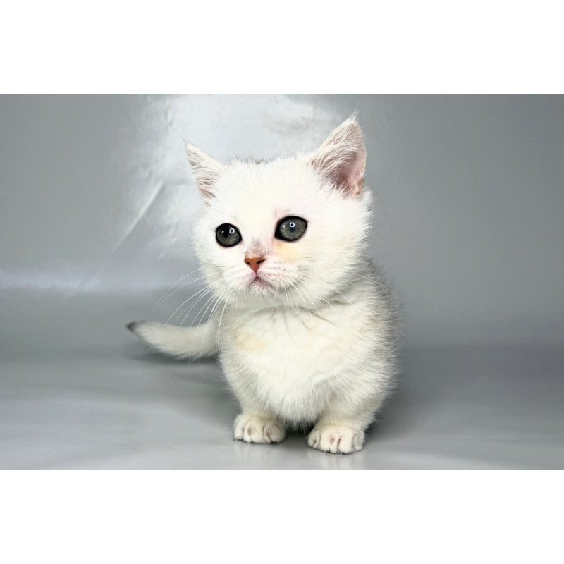 Munchkin Zynar