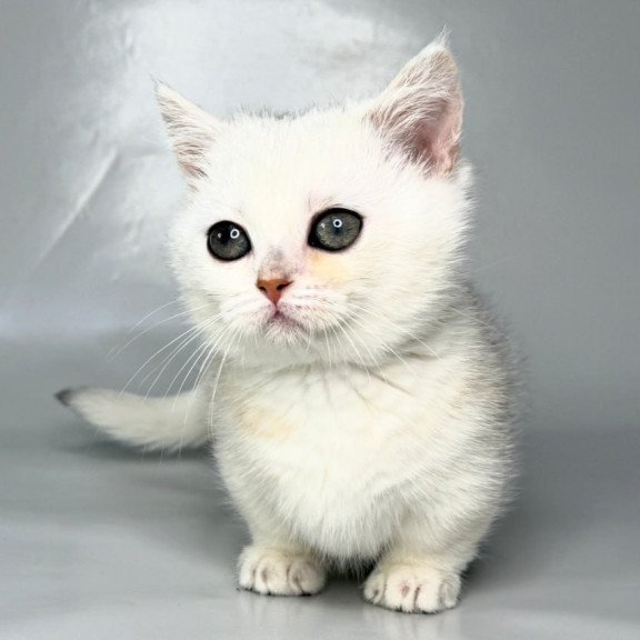 Munchkin Zynar
