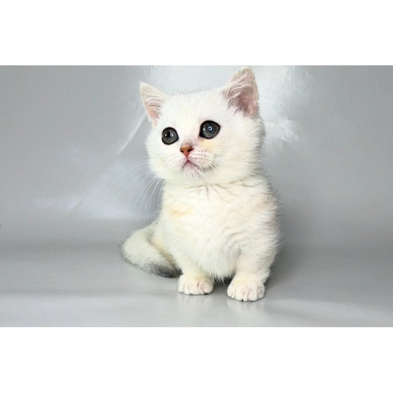 Munchkin Zynar