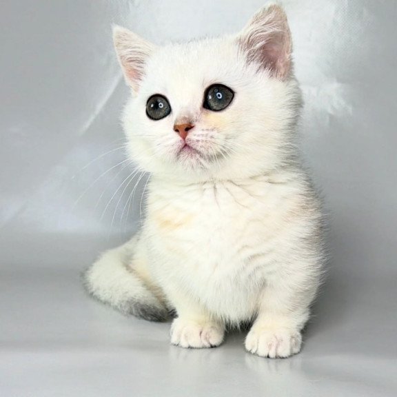 Munchkin Zynar