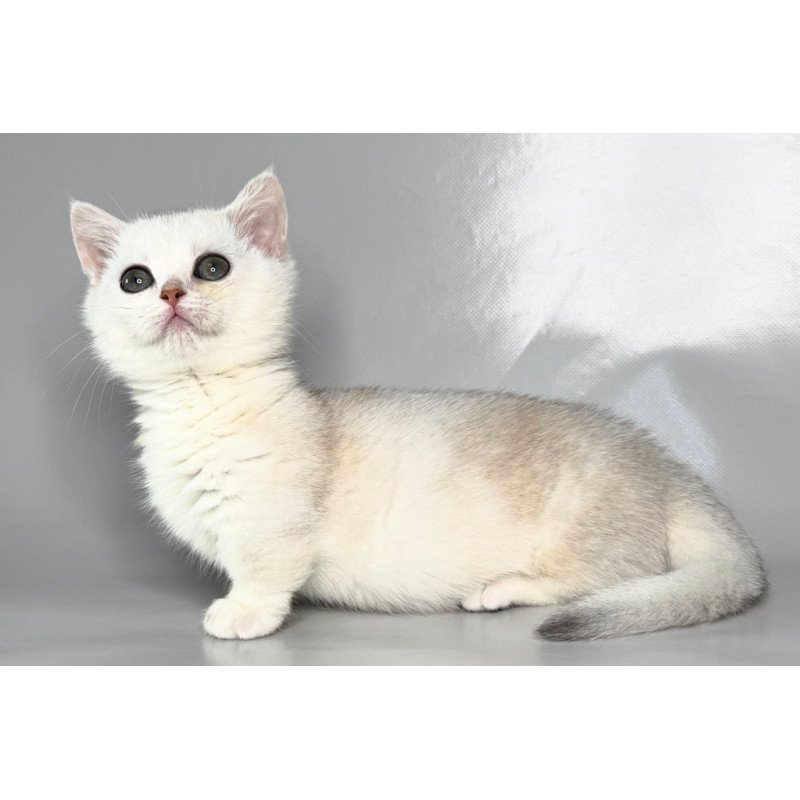 Munchkin Zynar