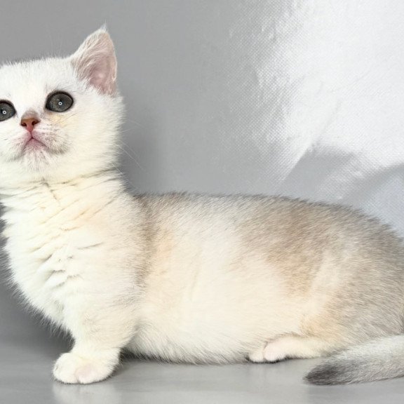 Munchkin Zynar