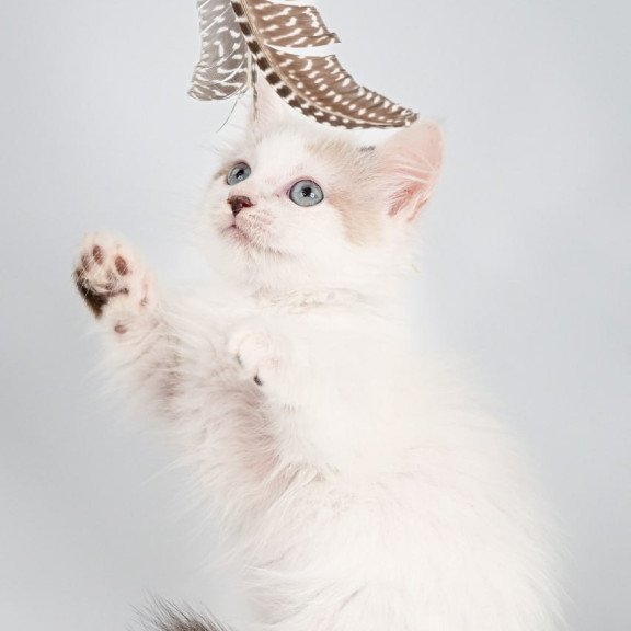 Munchkin Yogurt