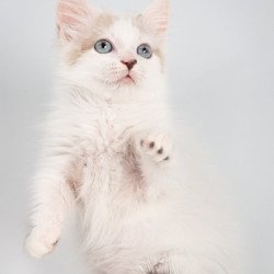 Munchkin Yogurt