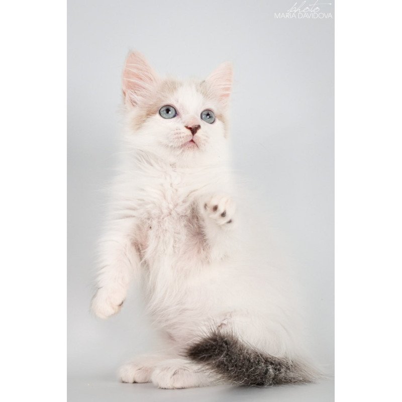 Munchkin Yogurt