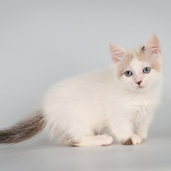 Munchkin Yogurt