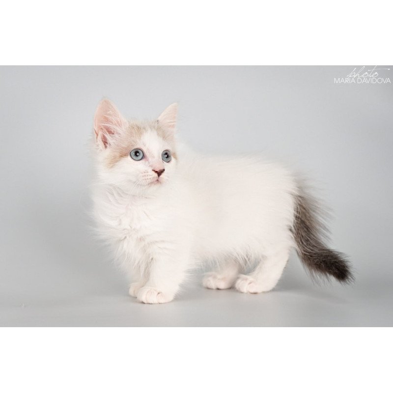 Munchkin Yogurt