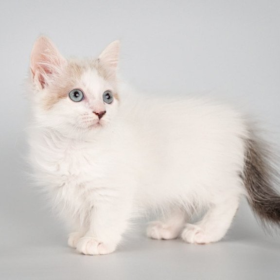 Munchkin Yogurt