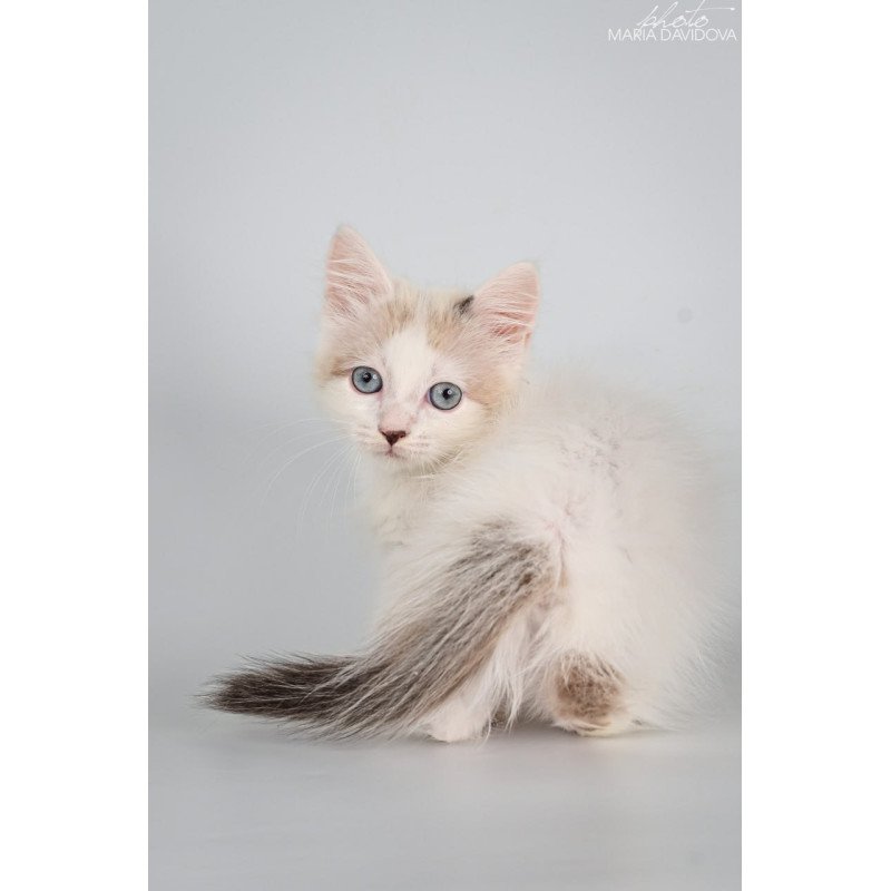 Munchkin Yogurt
