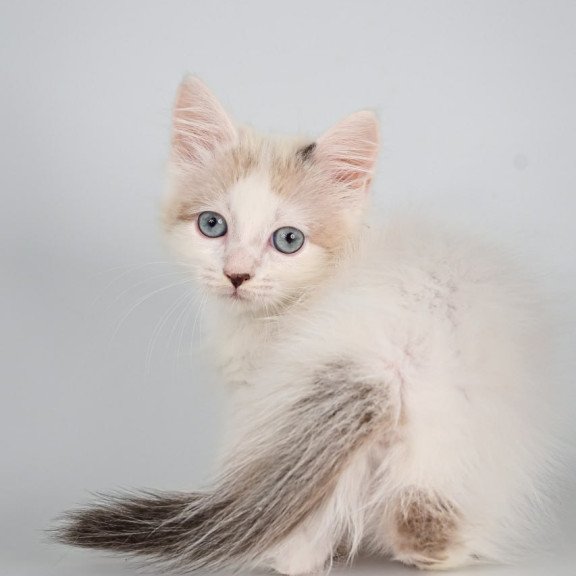 Munchkin Yogurt