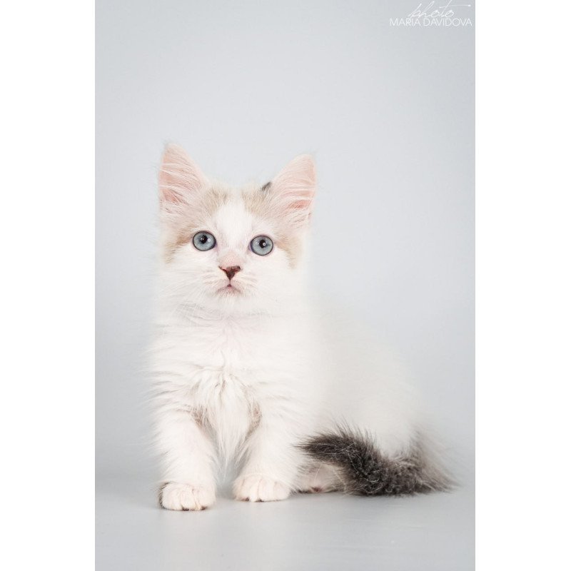 Munchkin Yogurt