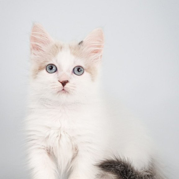 Munchkin Yogurt
