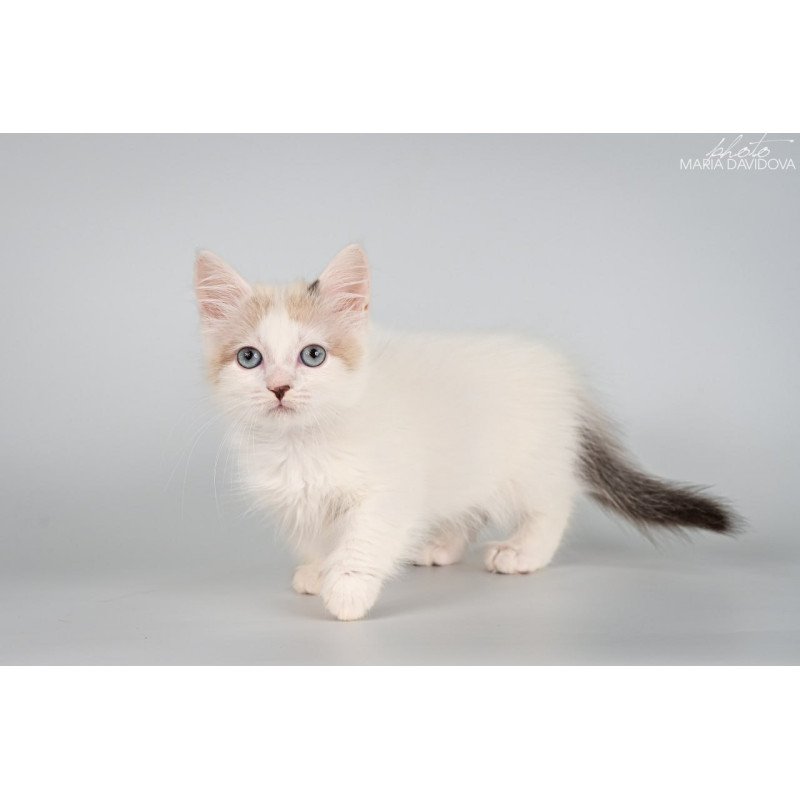 Munchkin Yogurt