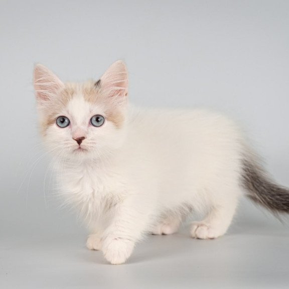 Munchkin Yogurt
