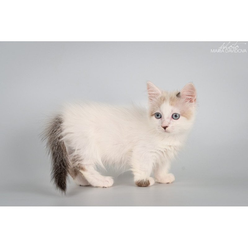 Munchkin Yogurt