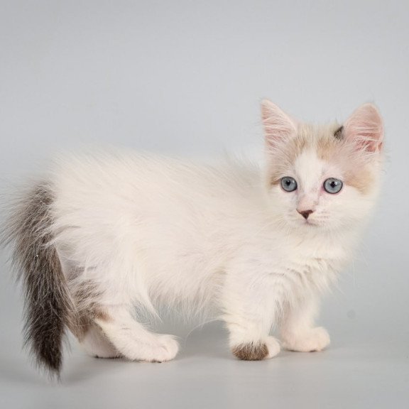 Munchkin Yogurt
