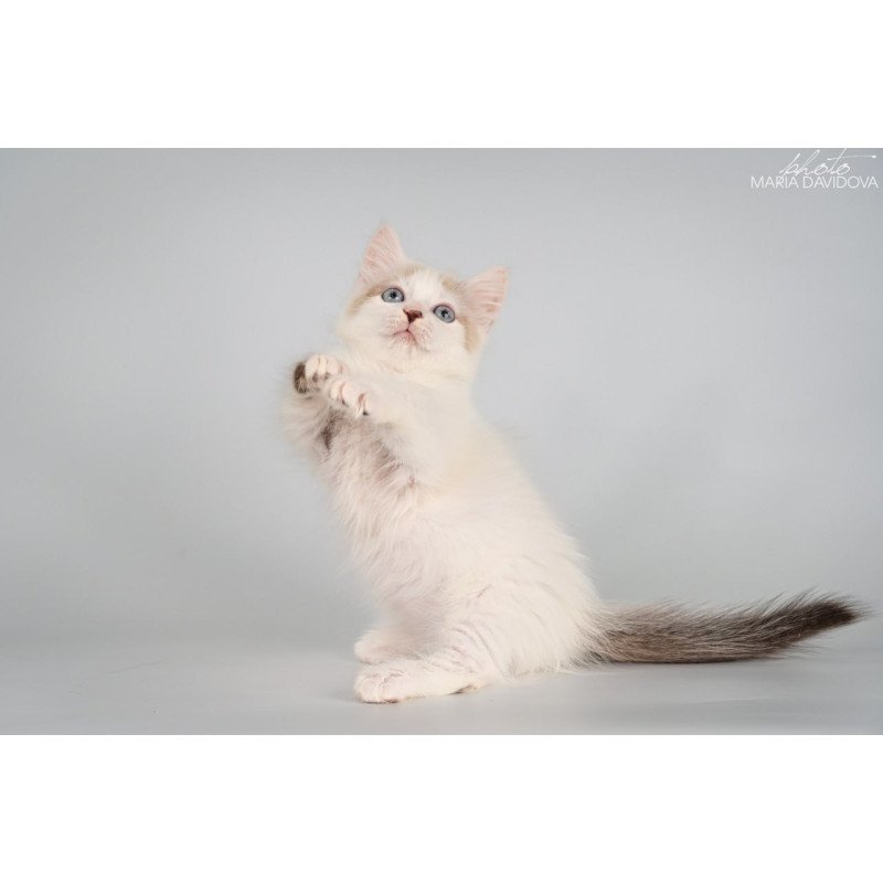 Munchkin Yogurt