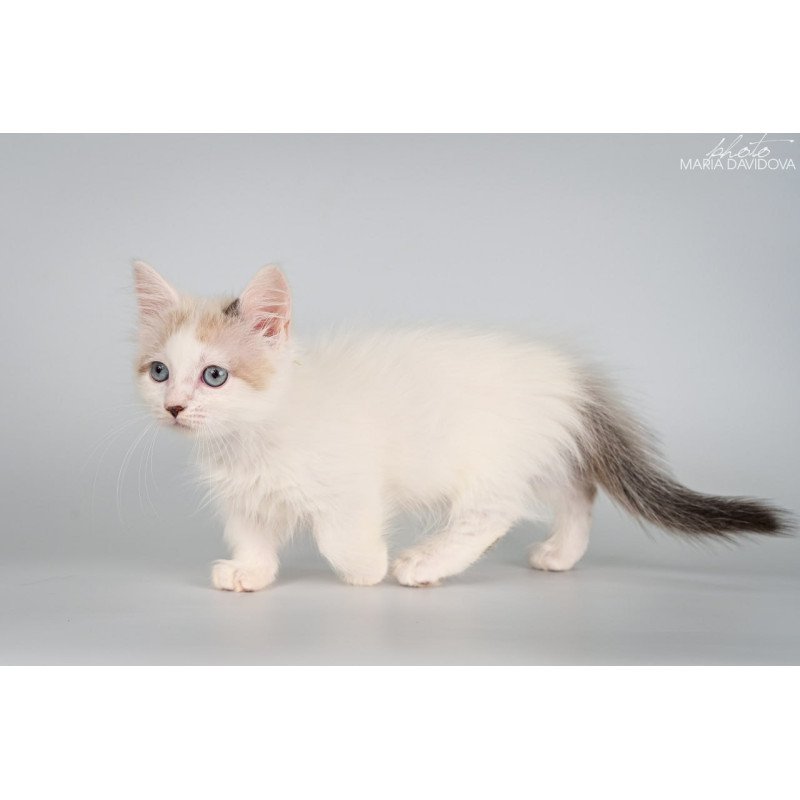 Munchkin Yogurt