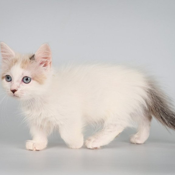 Munchkin Yogurt