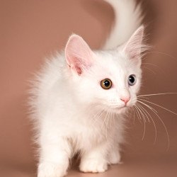 Munchkin Amina