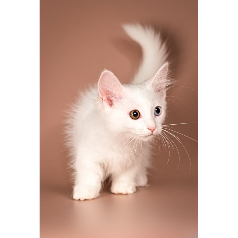 Munchkin Amina