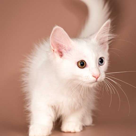 Munchkin Amina