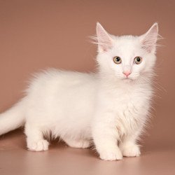 Munchkin Anetta