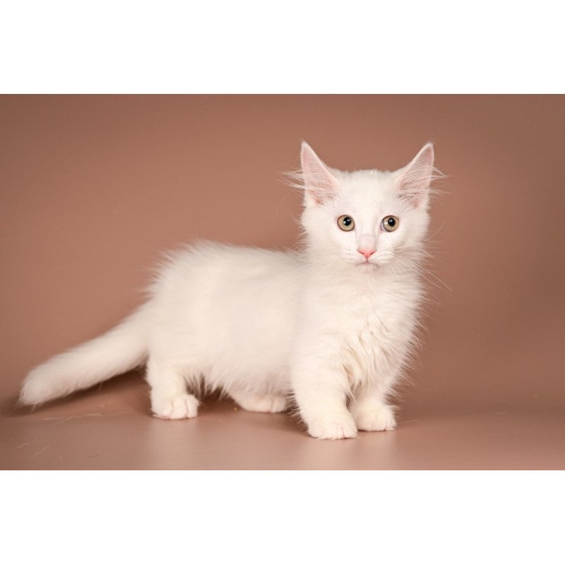 Munchkin Anetta