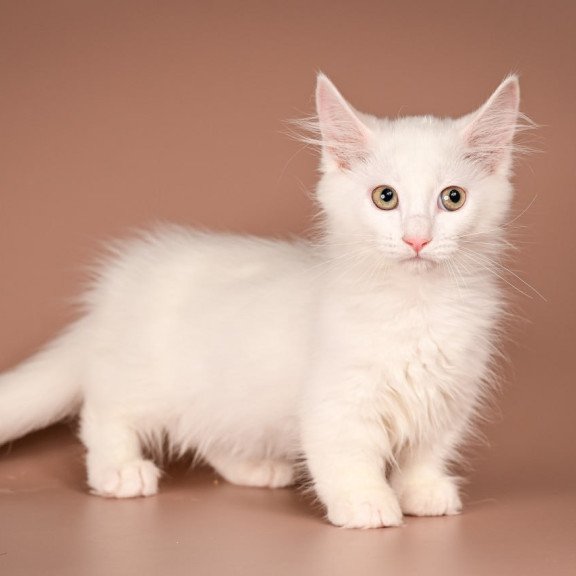 Munchkin Anetta