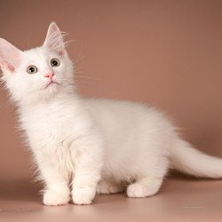 Munchkin Anetta