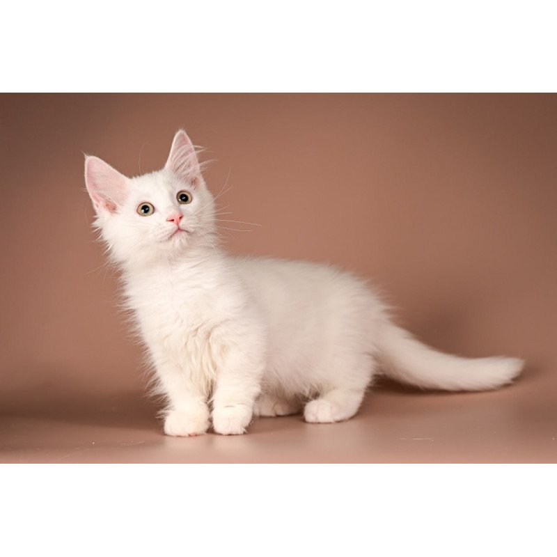 Munchkin Anetta