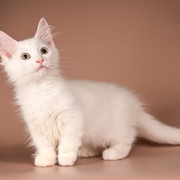 Munchkin Anetta