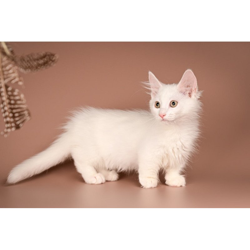 Munchkin Anetta