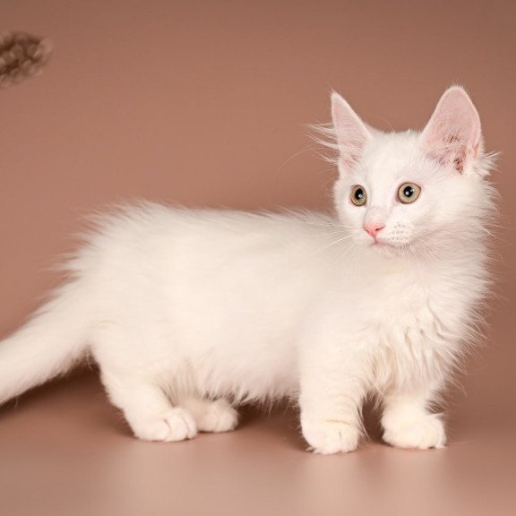 Munchkin Anetta