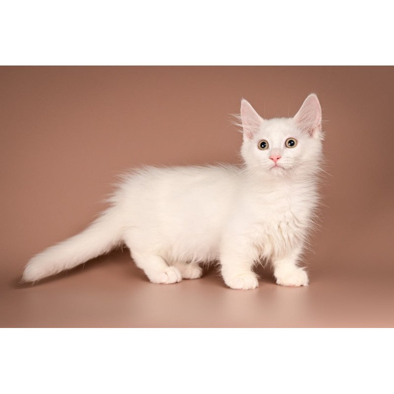 Munchkin Anetta