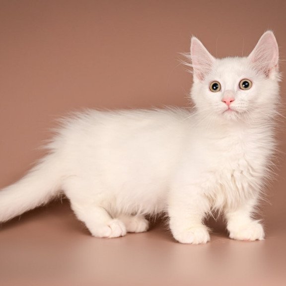 Munchkin Anetta