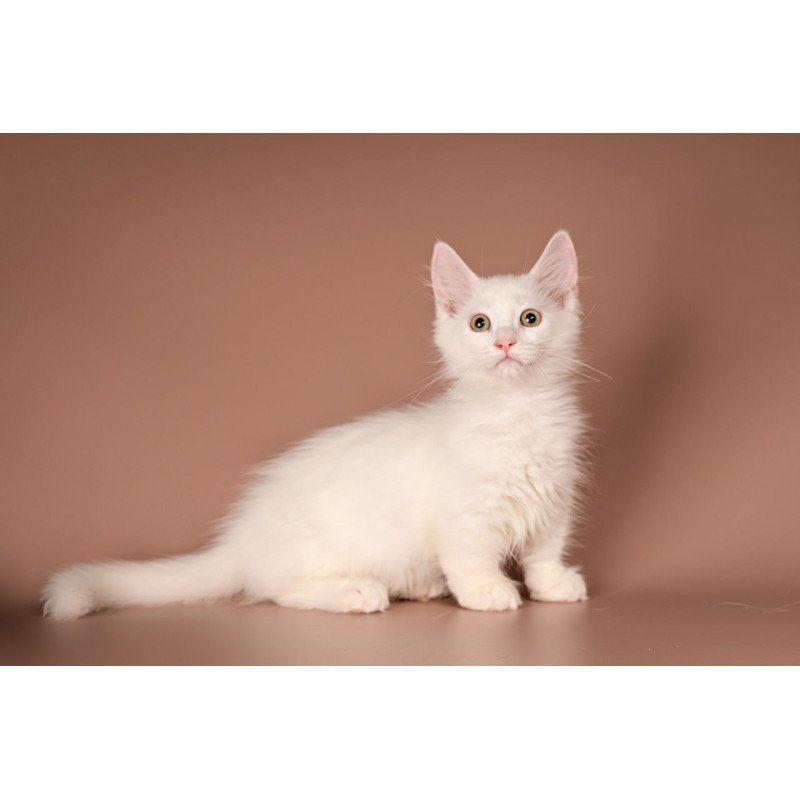 Munchkin Anetta