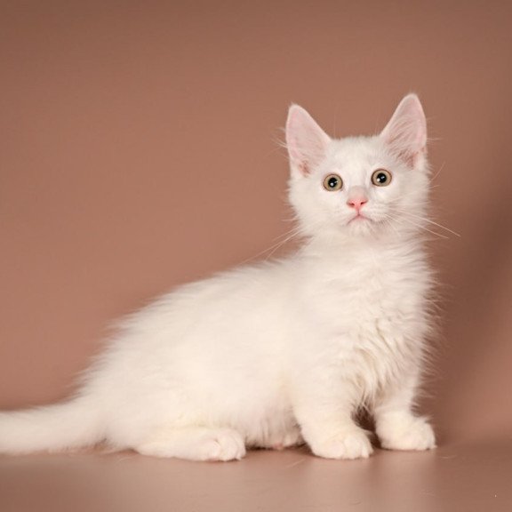Munchkin Anetta