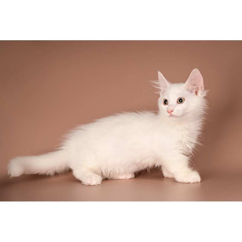 Munchkin Anetta