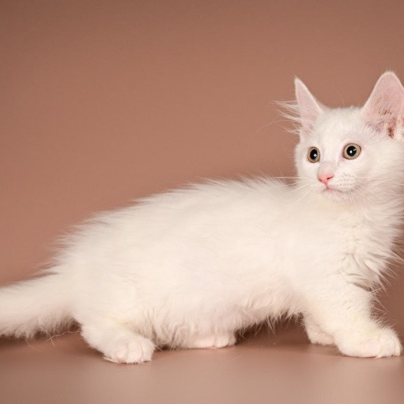 Munchkin Anetta