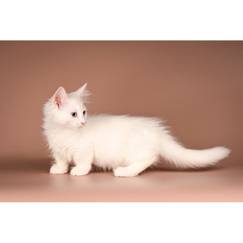 Munchkin Anetta