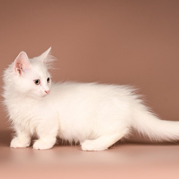 Munchkin Anetta