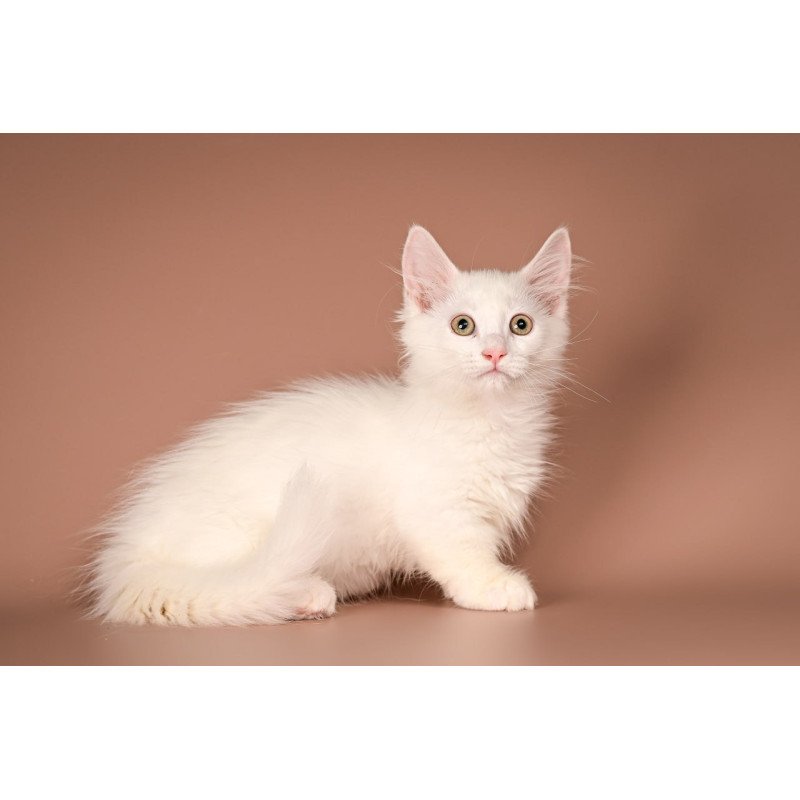 Munchkin Anetta
