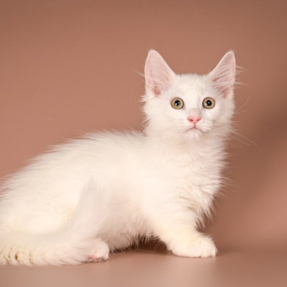 Munchkin Anetta