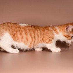 Munchkin Amic